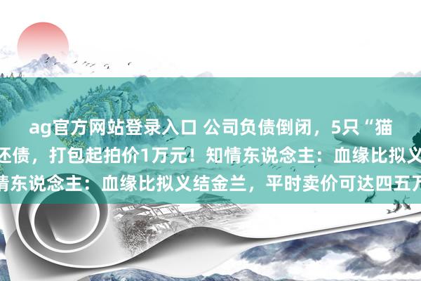 ag官方网站登录入口 公司负债倒闭，5只“猫咪职工”将被法院拍卖还债，打包起拍价1万元！知情东说念主：血缘比拟义结金兰，平时卖价可达四五万元